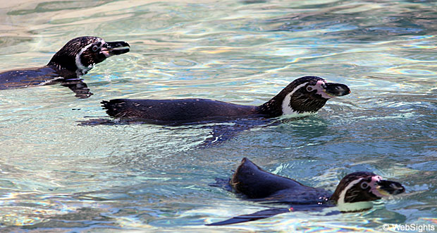 Marineland pingviner