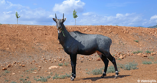 Nilgai Antilop
